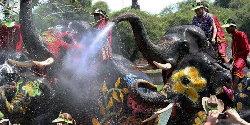 Elephant songkran in Ayutthaya
